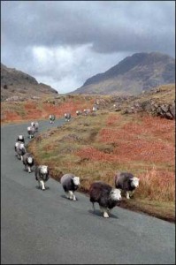 zzz_Sheep wasdale_1